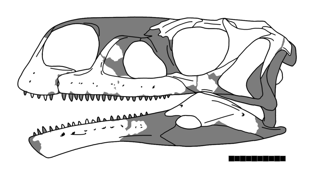 Skull diagram showing the known material of Aardonyx. Based on photographs and measurements in original description and supplementary material. 