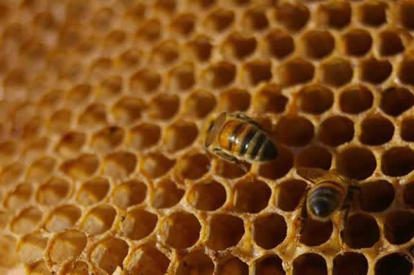 Abejas obreras trabajando en el panal de miel.