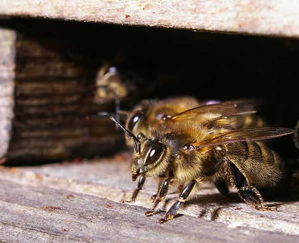 Abejas: un mundo fascinante de miel y cera