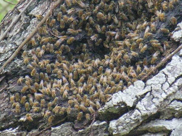 Grupo de abejas alrededor de un viejo tronco.