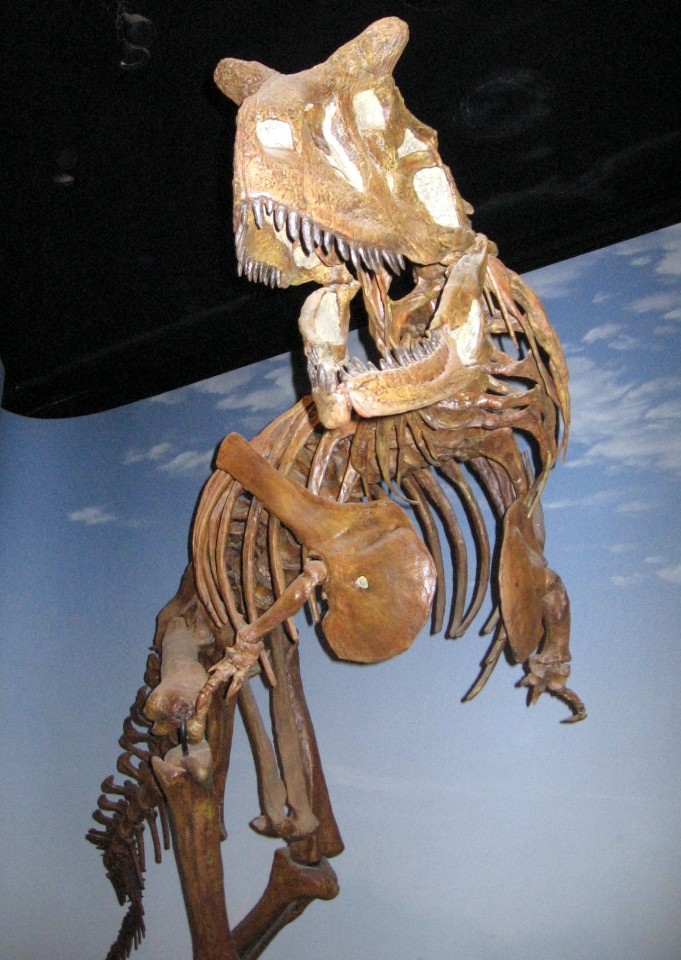 Esqueleto de Carnotaurus. Natural History Museum.  Forma parte de la familia de los Abelisauridae.