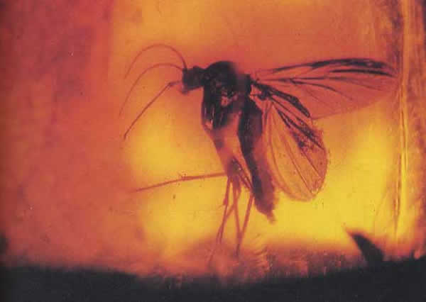 Un insecto fosilizado por el ámbar oligoceno del Báltico.