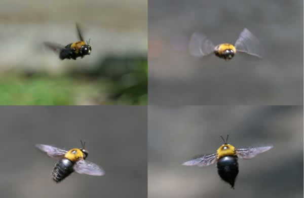 Cuatro fotogramas en los que se muestra el vuelo de la abeja.