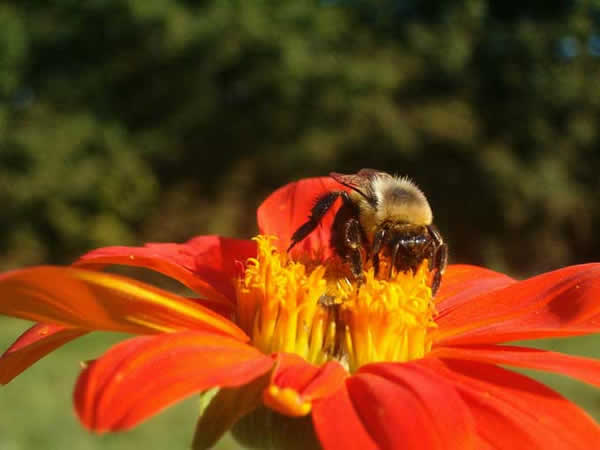 Zángano de abeja sobre una llamativa flor roja