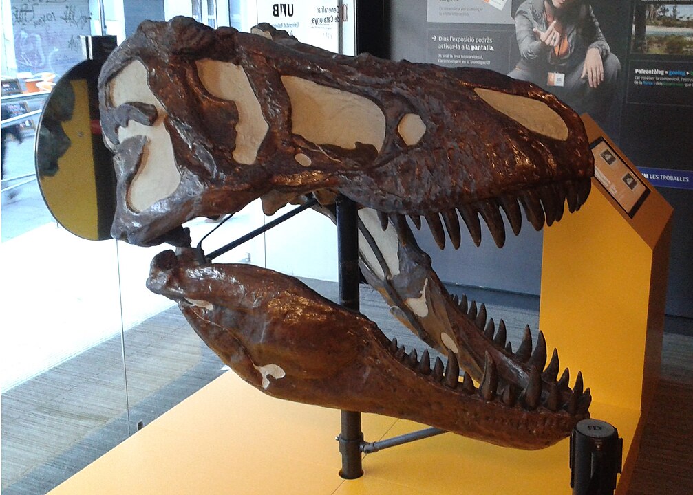 Réplica de cráneo de tiranosaurio en el Instituto de Paleontología Miquel Crusafont.