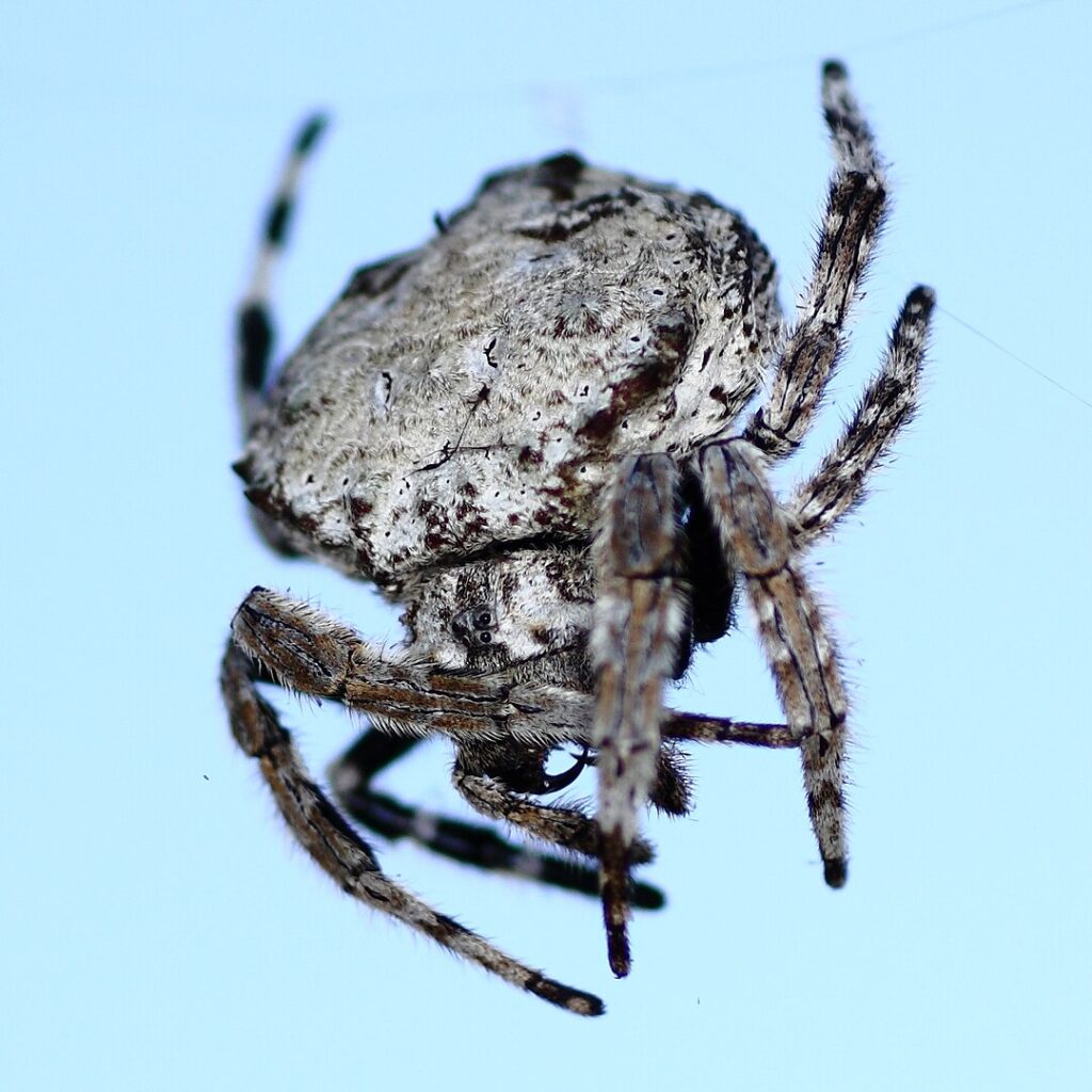 La araña de Darwin (Caerostris darwini) produce la seda más resistente del mundo