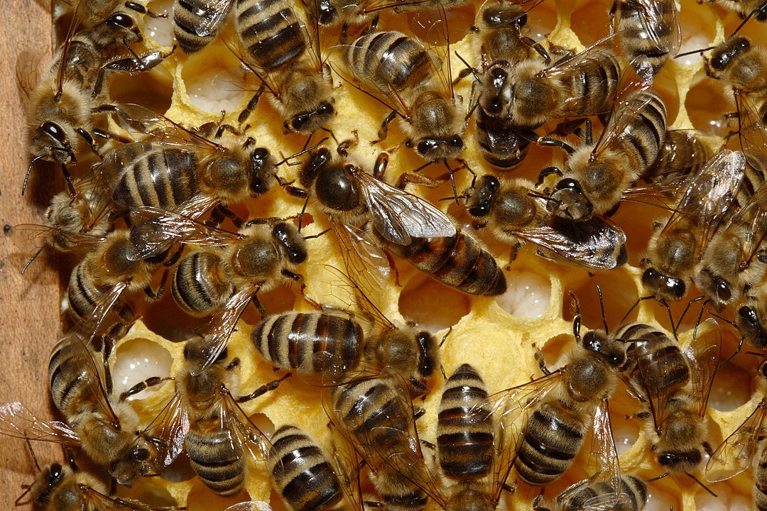 Importancia de la abeja reina en la colmena