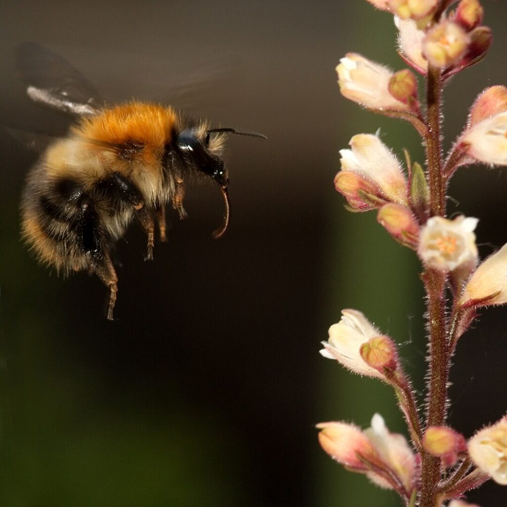 Un abejorro cardador común Bombus pascuorum extendiendo su lengua hacia una Heuchera