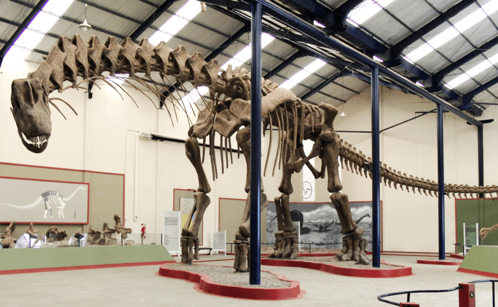 Reconstrucción del esqueleto de Argentinosaurus, en el Museo municipal Carmen Funes, Plaza Huincul. William Irvin Sellers, Lee Margetts, Rodolfo Aníbal Coria, Phillip Lars. El Argentinusaurus era un sauropodormorfo.