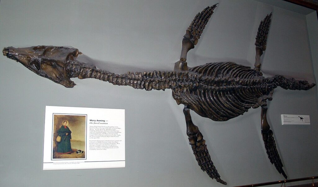 Rhomaleosaurus cramptoni en el Museo de Historia Natural de Londres. Niki Odolphie from Frome, England - Natural History Museum Es uno de los grandes animales marinos del período Jurásico.
