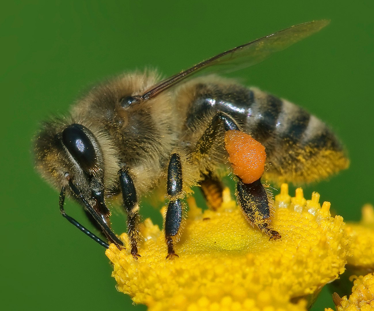 Apis mellifera, principal exponente de las abejas melíferas en plena tarea de polinización