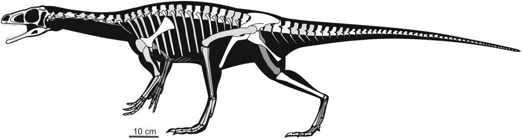 Silueta con el esqueleto del Panphagia, considerado una de las primeras especies de sauropodomorfos.