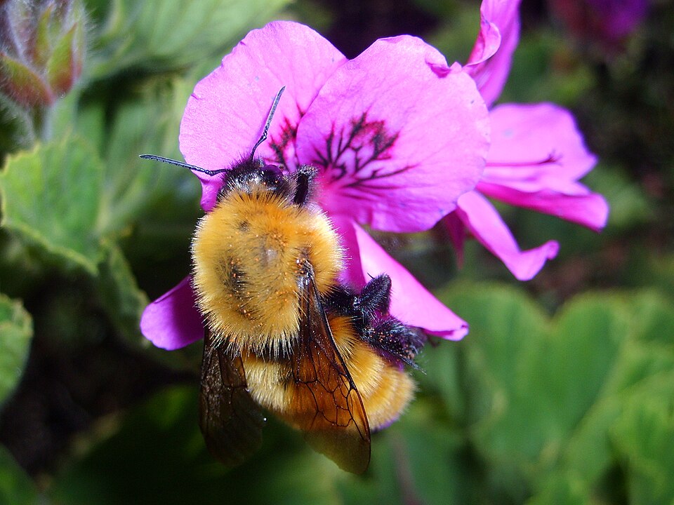 Un abejorro (Bombus) sobre una flor. Imagen tomada en El Quisco, Chile. 