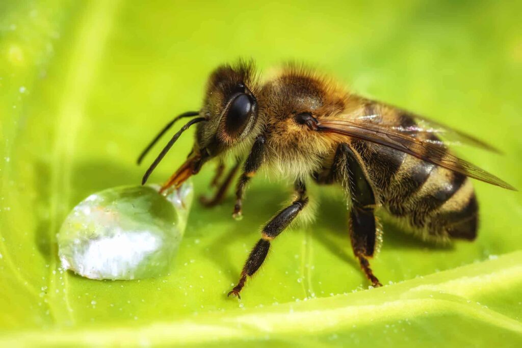 Hablamos de la importancia de las abejas obrera. Una abeja bebe agua de una gota sobre una hoja. Imagen obtenida de la web Perfectbee.