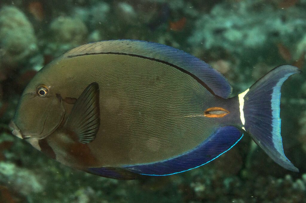 An Orange-socket Surgeonfish, Acanthurus auranticavus, in Fiji, May 2016. Source: Mark Rosenstein / iNaturalist.org. License: CC by Attribution-NonCommercial-ShareAlike