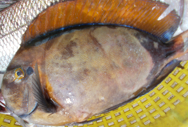 Acanthurus bariene, Pampan(Gulf of Mannar), India, TL 35cm