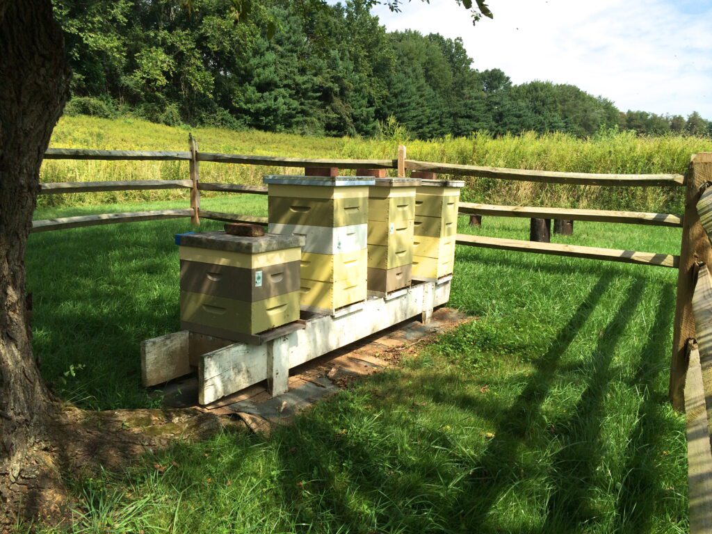 Colmenas de abejas. Hay que tener en cuenta que las abejas melíferas son las que producen la miel.
