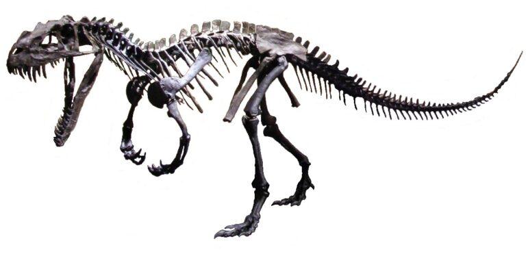 Reconstrucción de Ceratosaurus, un dinosaurio del Jurásico tardío.