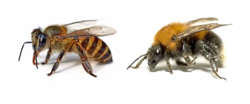 En este artículo te explicamos cuál es la diferencia entre una abeja y un abejorro. La de la izquierda es una abeja y la de la derecha es un abejorro.