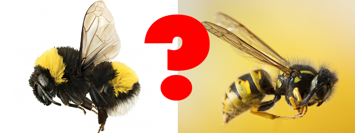 ¿Cuál es la diferencia entre una abeja y un abejorro?