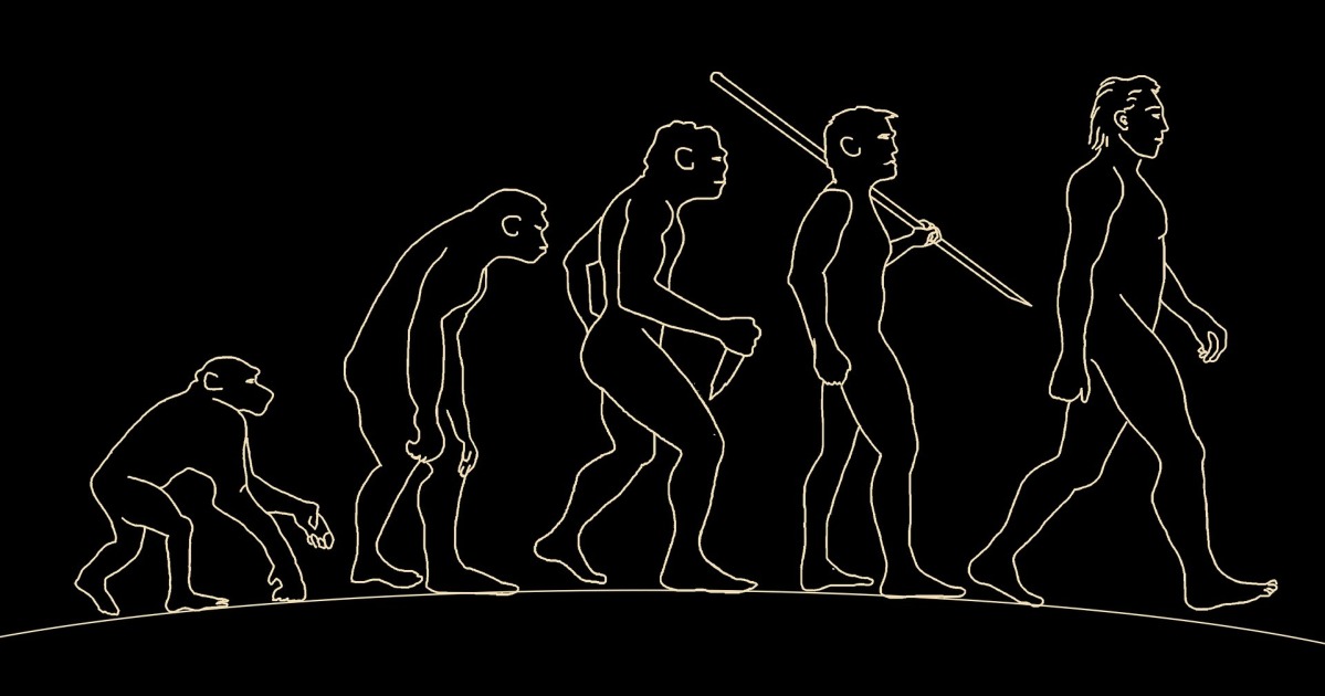 Evolución del hombre, un concepto explicado por la teoría de la evolución de Darwin