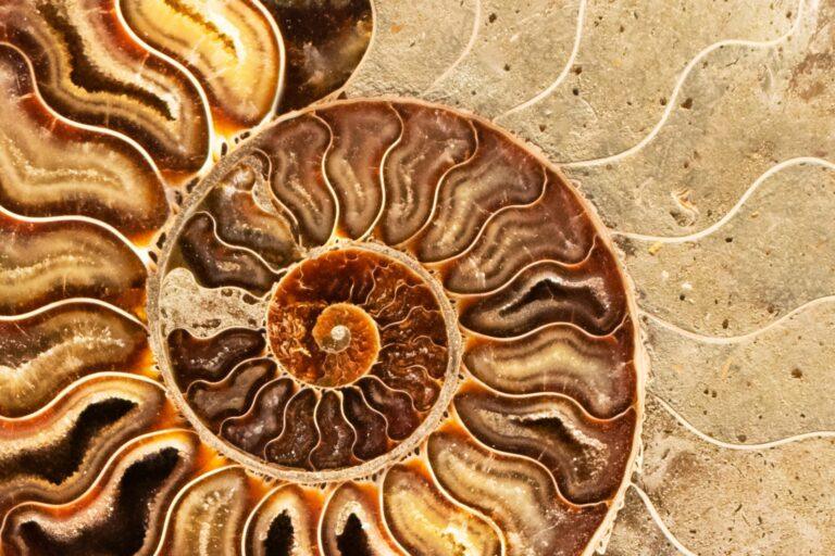 Dedicamos un artículo completo al apasionante mundo de la paleontología