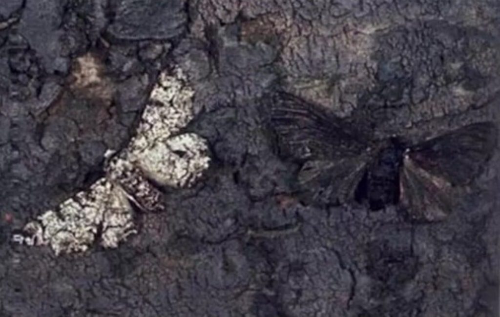 Polilla moteada, las mariposas de Darwin. A la izquierda una polilla blanca y a la derecha una polilla negra.