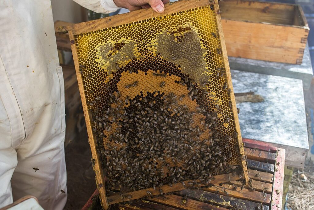 Panal mostrando celdas de cera prismáticas hexagonales en las que las abejas almacenan miel.