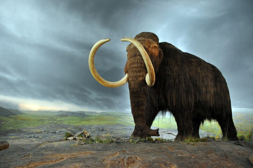 Los mamuts lanudos convivieron con los seres humanos del Paleolítico Superior. Imagen de la reconstrucción de un mamut lanudo.
