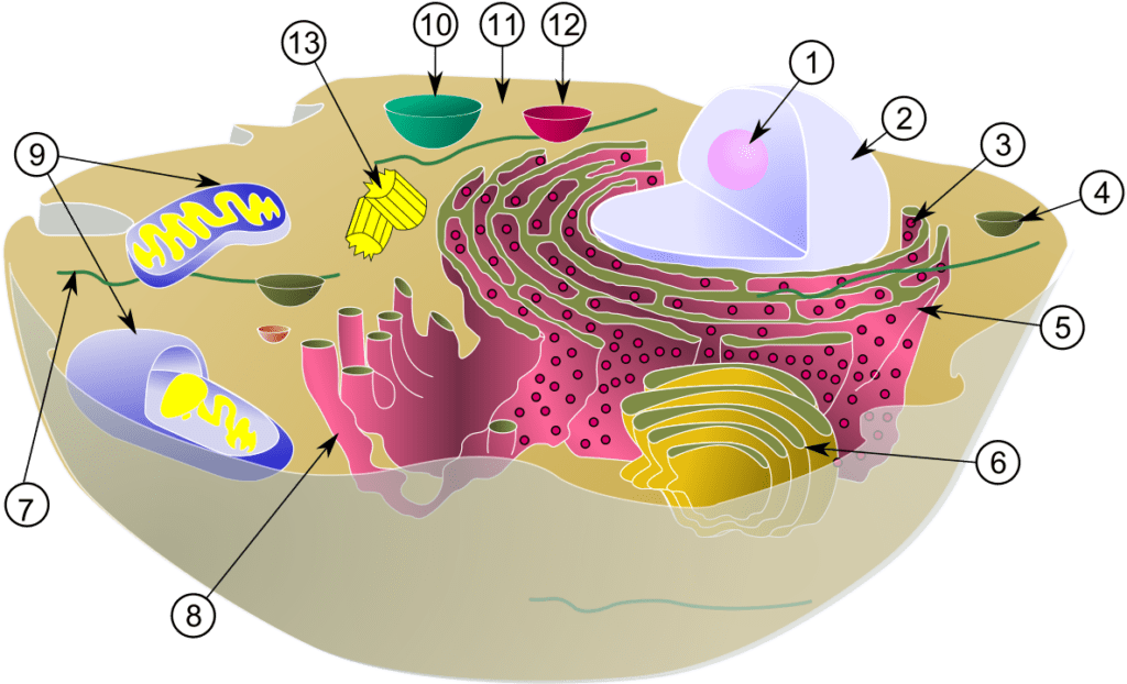 Recreación de las partes de una célula eucariota animal.