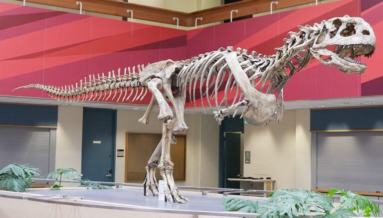 Majungasaurus
