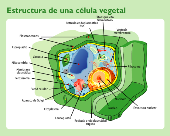 Recreación de las partes de una célula eucariota vegetal.