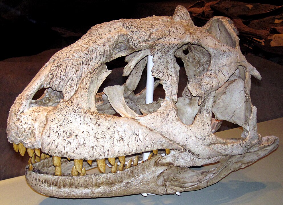 Cráneo de Majungasaurus