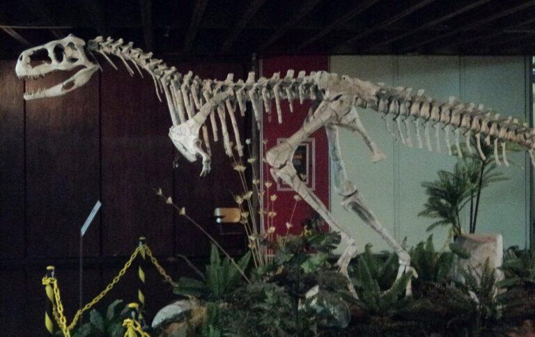 Esqueleto de un abelisáurido como el Xenotarsosaurus