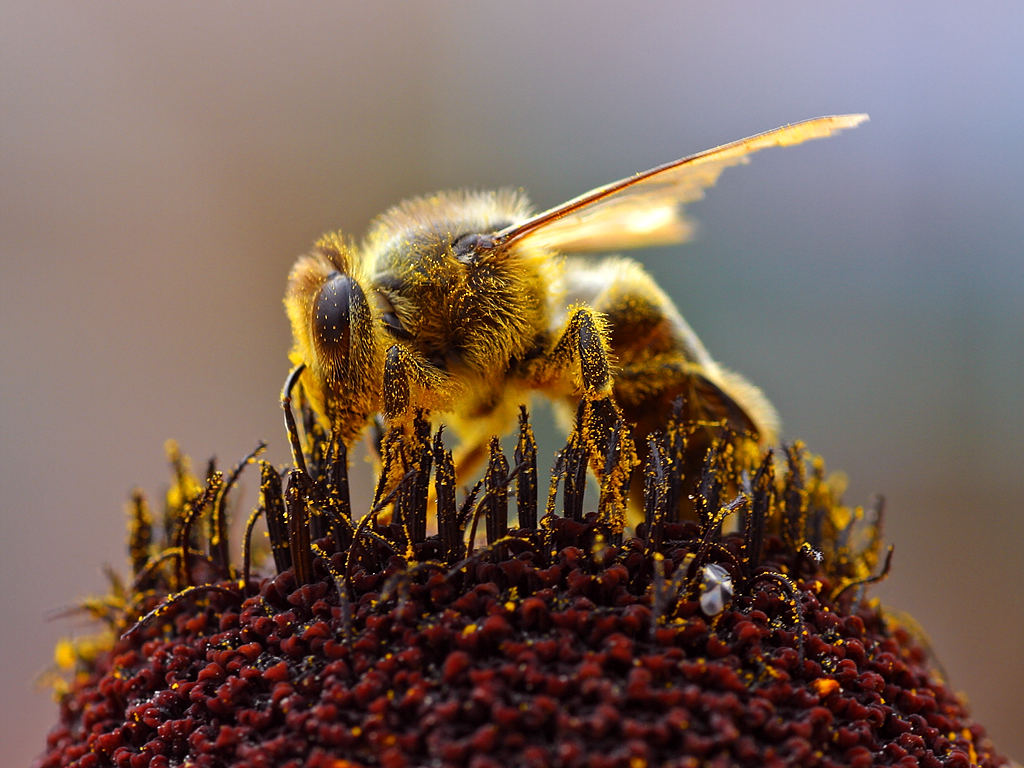 Abeja recolectando polen a partir del que se creará la miel. 
