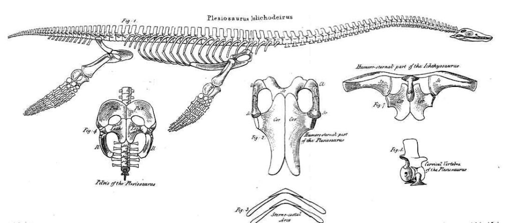 Ilustración de la anatomía del esqueleto de un Plesiosaurus dolichodeirus del artículo de Conybeare de 1824 que describe restos de plesiosaurio casi completos hallados por Mary Anning en 1823.