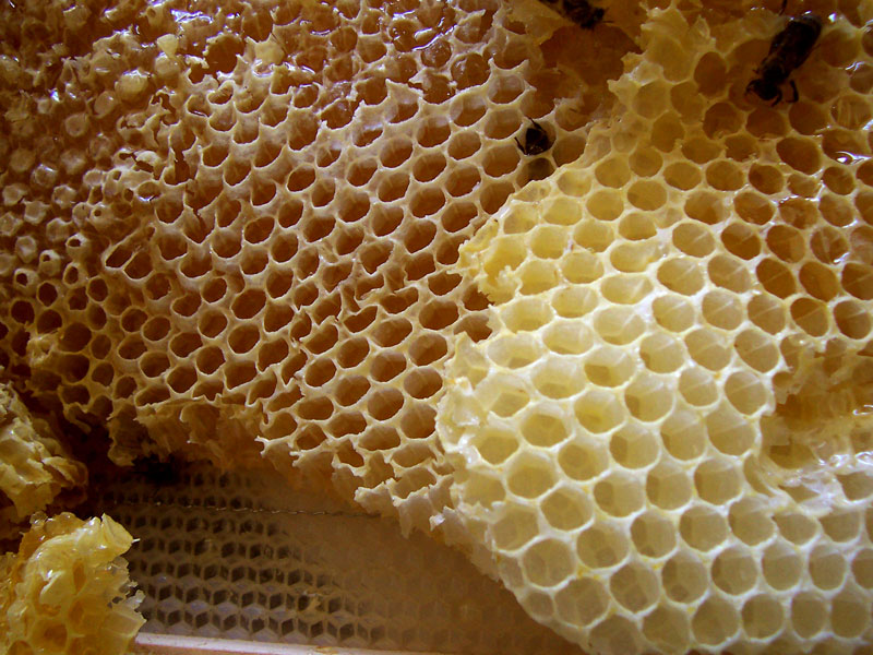 Miel de abeja: ¿Cómo es su proceso de producción?
