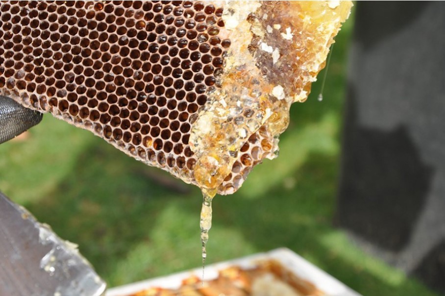 Proceso de elaboración de la miel: de la colmena al tarro