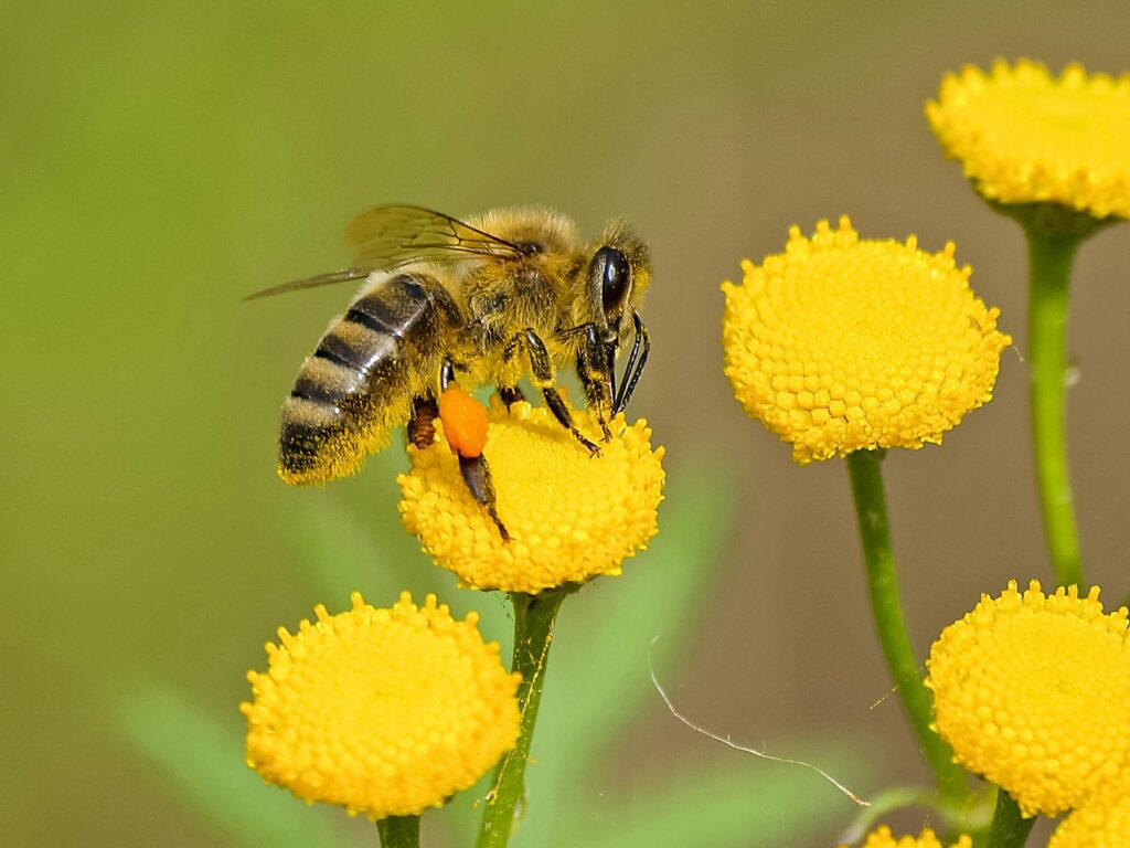 La evolución de las abejas es mucho más compleja de lo que se suele pensar. 