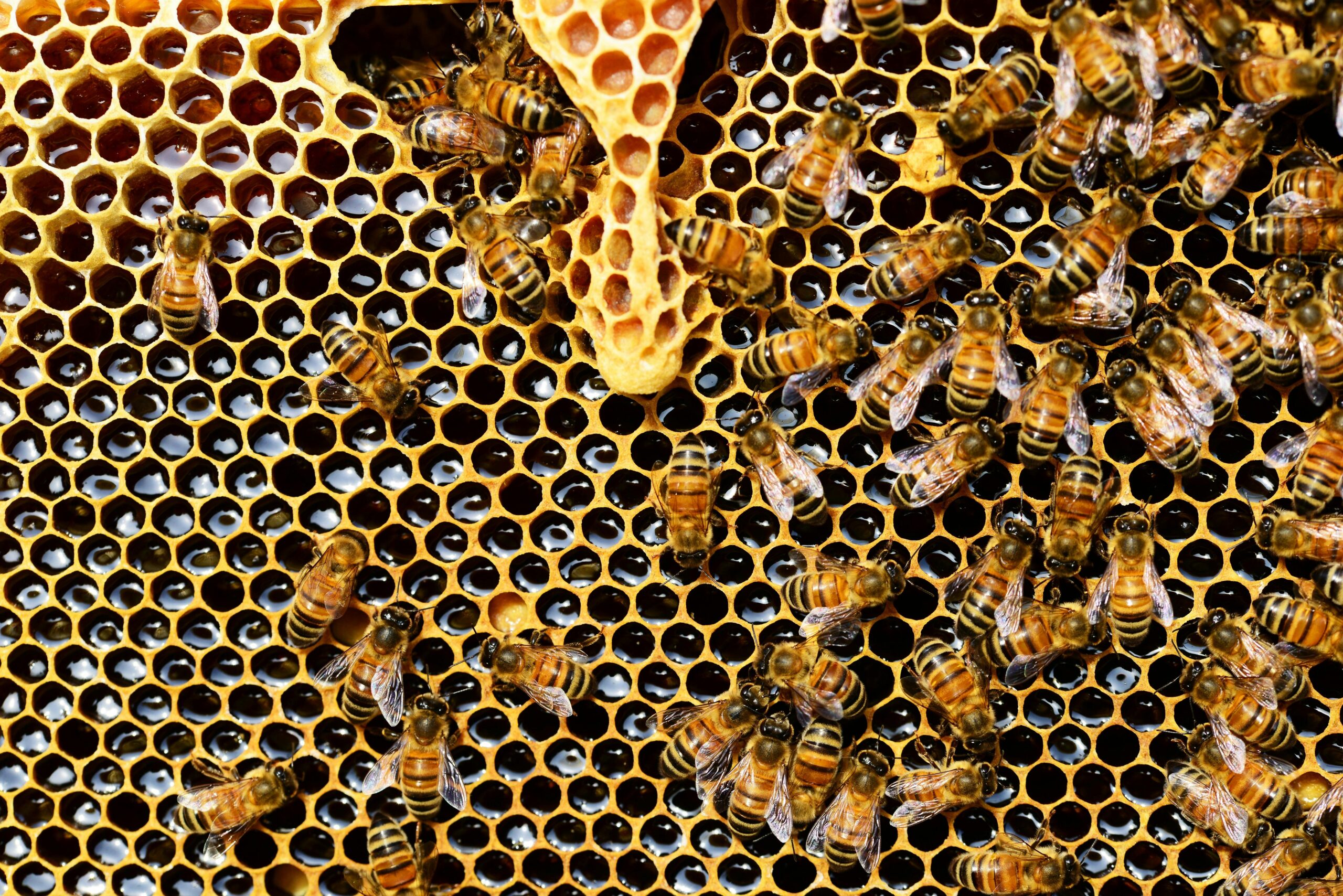 Organización social de las abejas: cooperación y trabajo