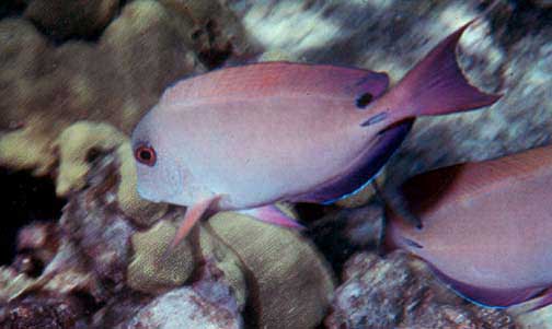 Acanthurus fuliginosus: exploramos la vida del pez cirujano marrón