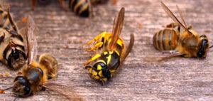 Evolución de las abejas: un viaje de millones de años