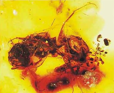 Melittosphex burmensis, la abeja más antigua jamás encontrada. Evolución de las abejas.
