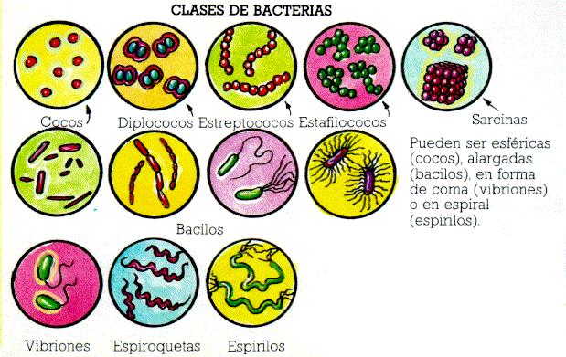 Clases de bacterias.