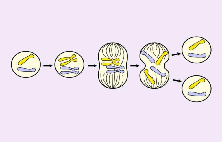 mitosis esquema