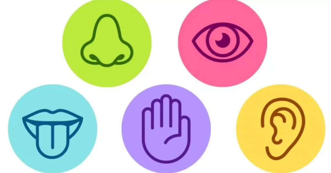 Imagen sobre los sentidos del cuerpo humano