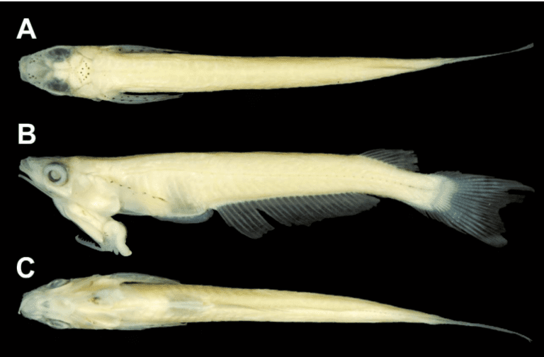imagen de phallostethus cuulong