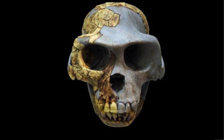 Explora el Ardipithecus kadabba