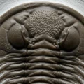 Fósil de trilobite segmentado en roca gris, detalle del exoesqueleto conservado perfectamente.